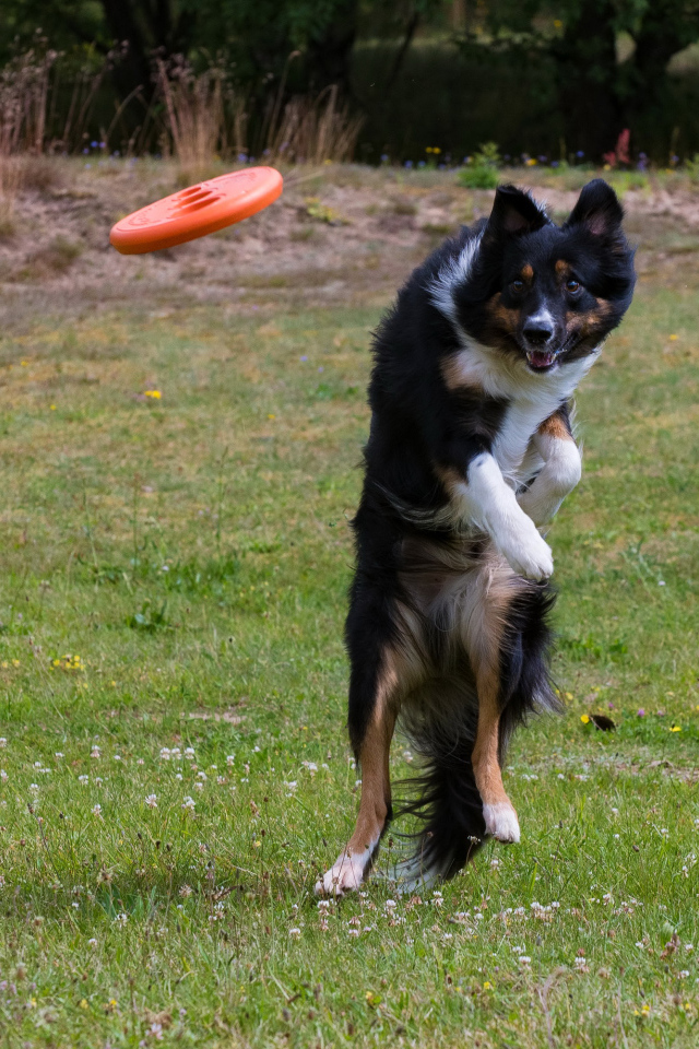 Собака породы Бордер-колли в прыжке