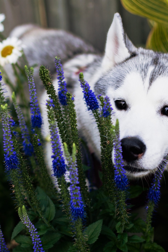 Собака породы Хаски с голубых цветах 