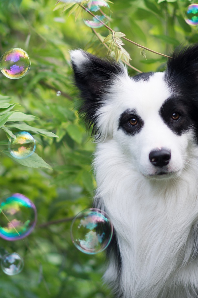 Забавная собака породы бордер колли в мыльных пузырях