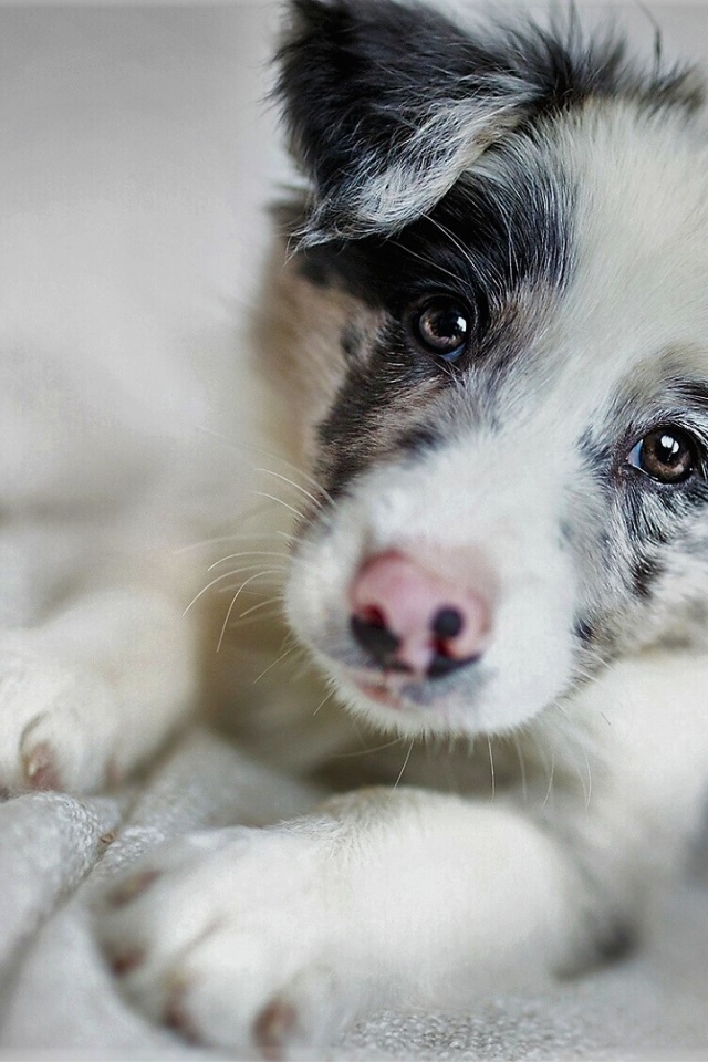 Забавная морда щенка бордер-колли