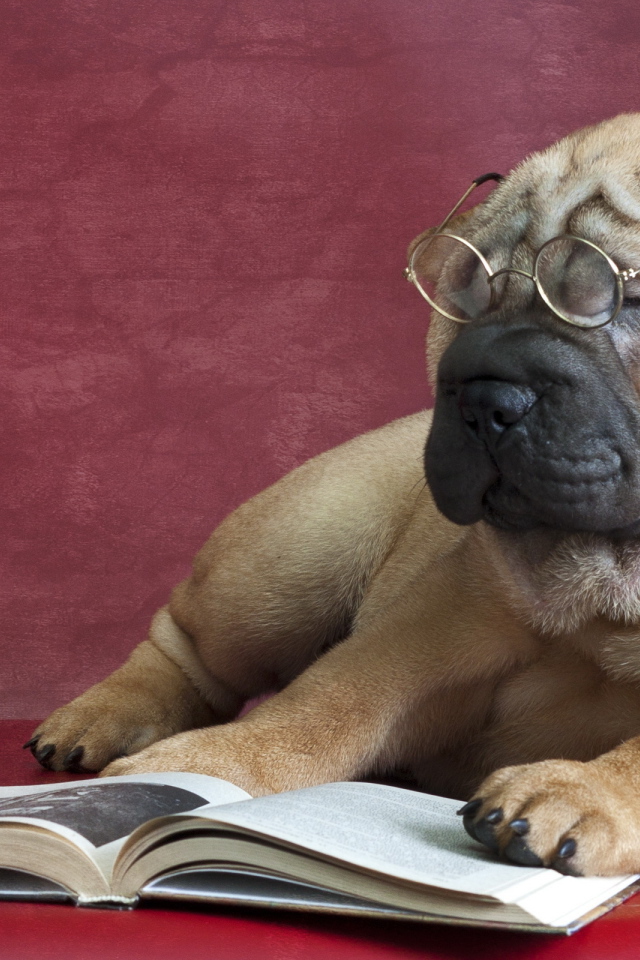 Большой пес породы шарпей в очках читает книгу