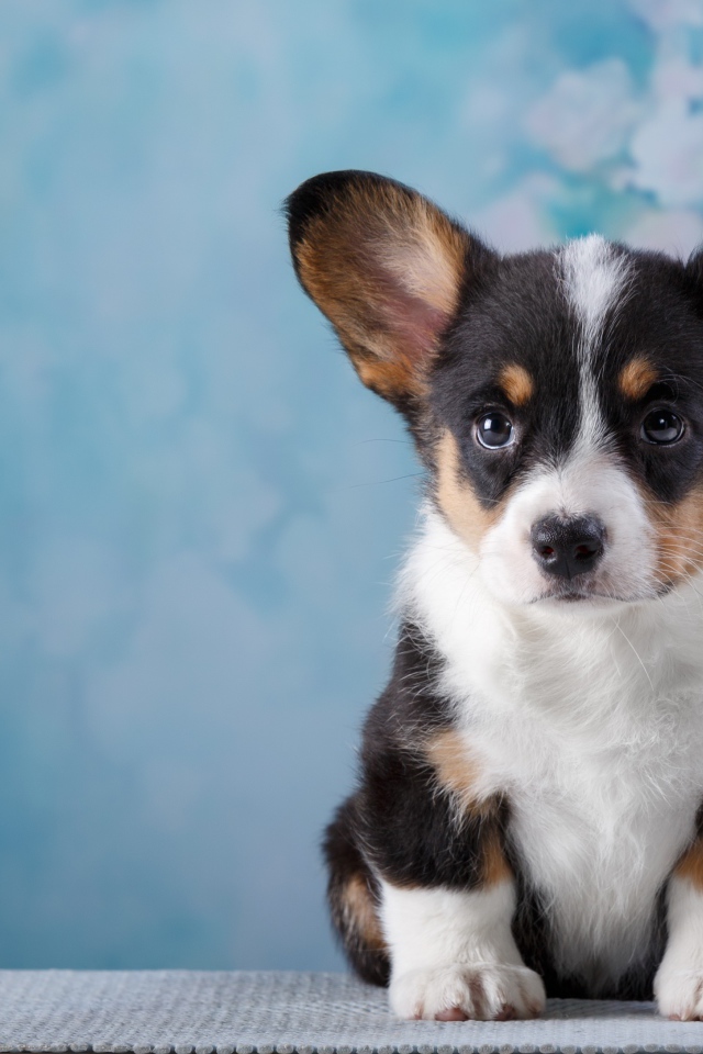 Маленький забавный щенок Вельш-корги на голубом фоне