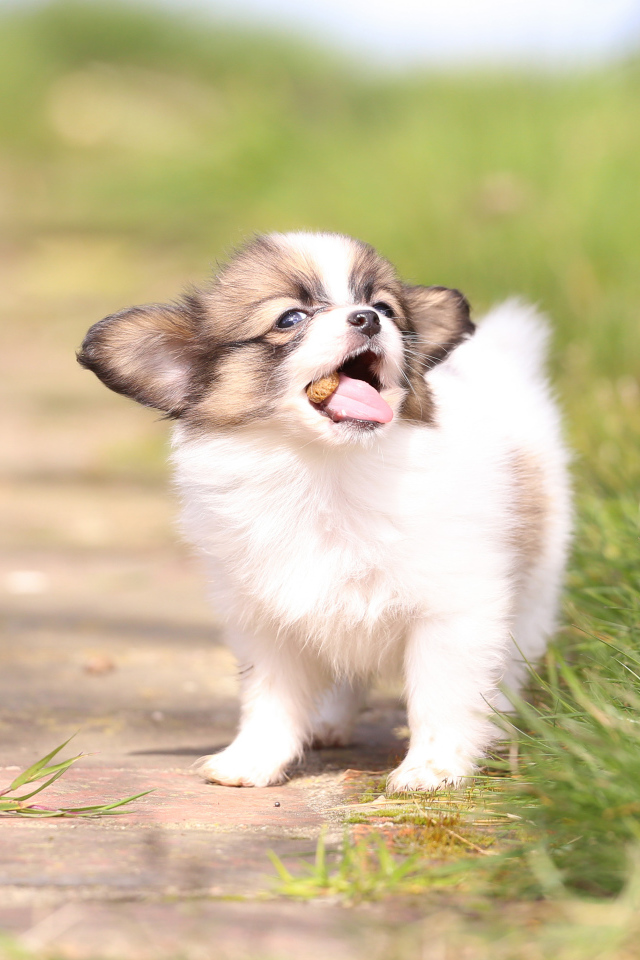 Маленький забавный щенок породы Папильон