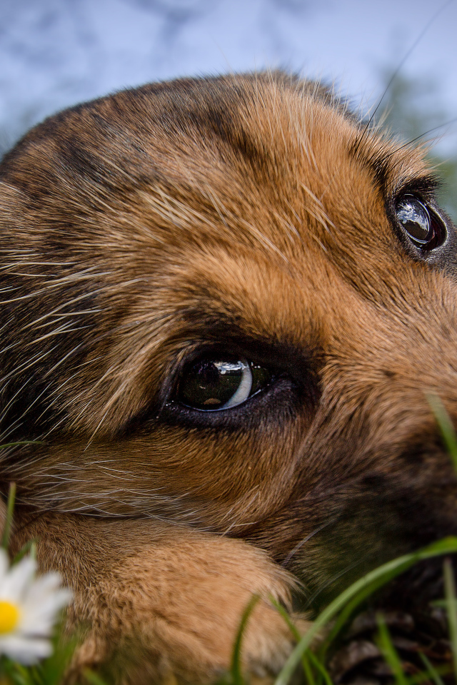 Маленький щенок с грустной мордой лежит на зеленой траве