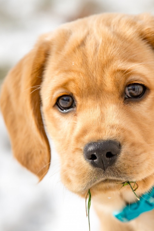 Маленький грустный щенок в голубом ошейнике
