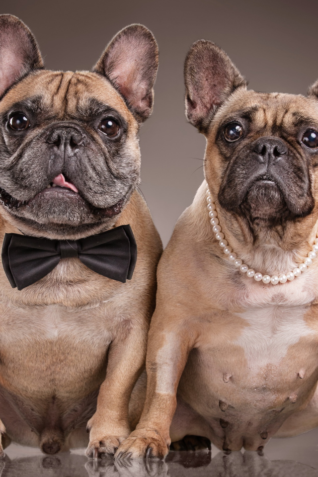 Пара больших бульдогов