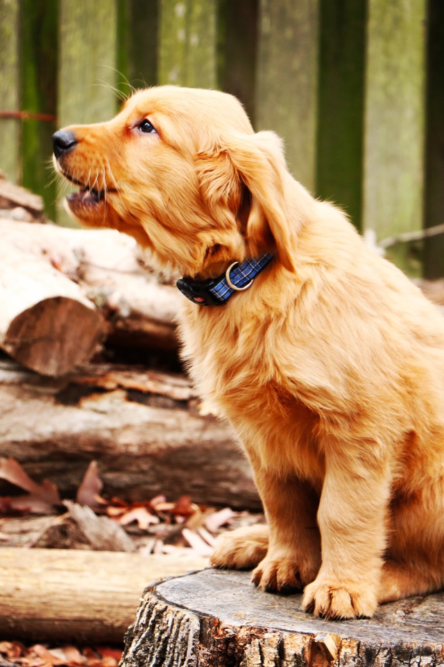 Щенок золотистого ретривера сидит на пне