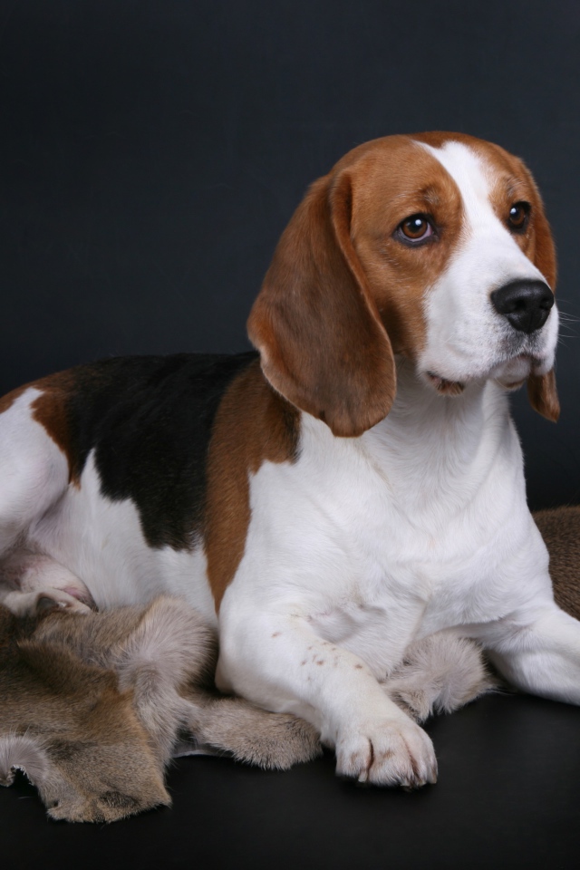 Грустный пес породы бигль лежит на сером фоне