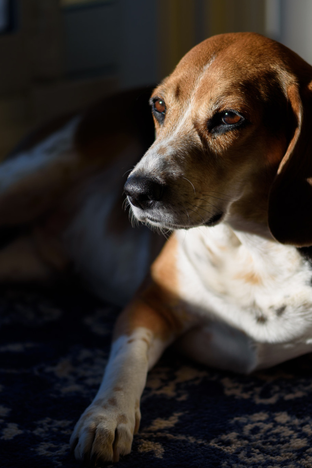 Грустный бигль лежит в лучах солнца