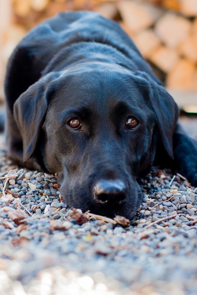 Грустный черный лабрадор лежит на мелких камнях