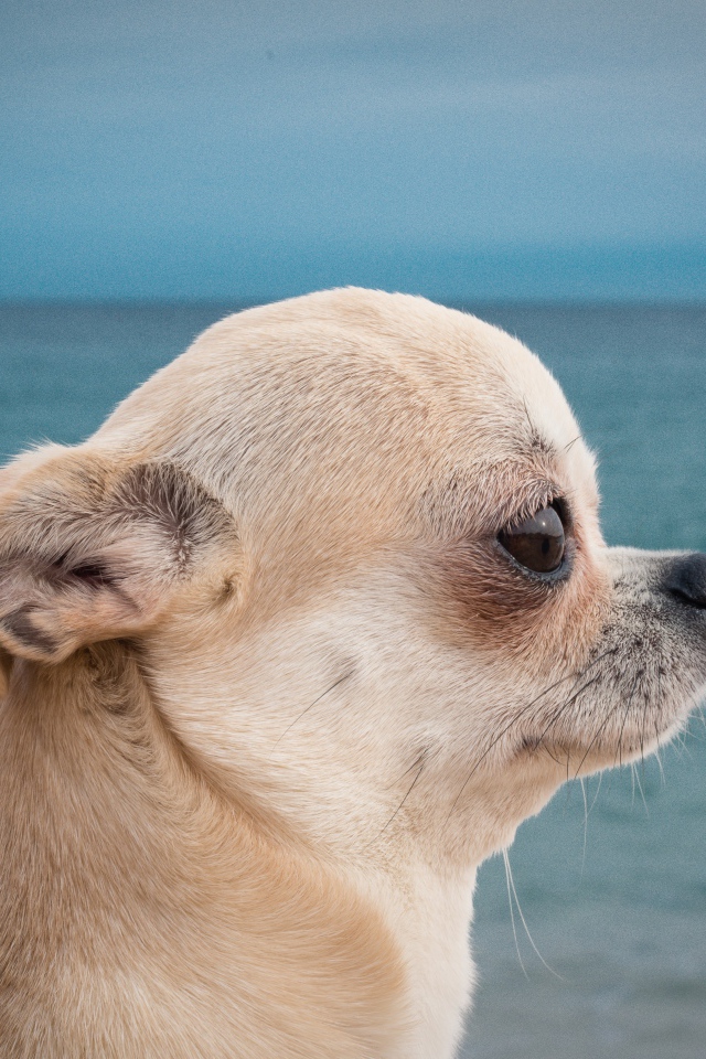 Грустный взгляд чихуахуа на фоне моря