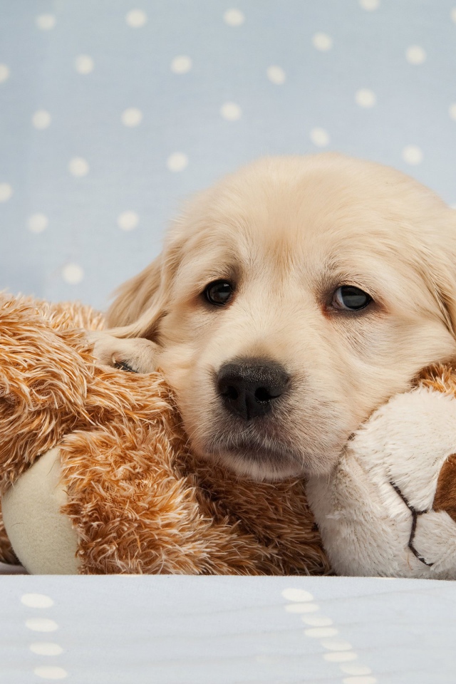 Грустный щенок золотистого ретривера лежит на мягкой игрушке