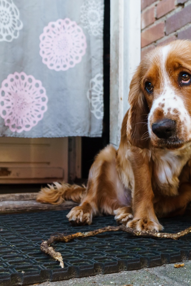 Грустный спаниель сидит у стены