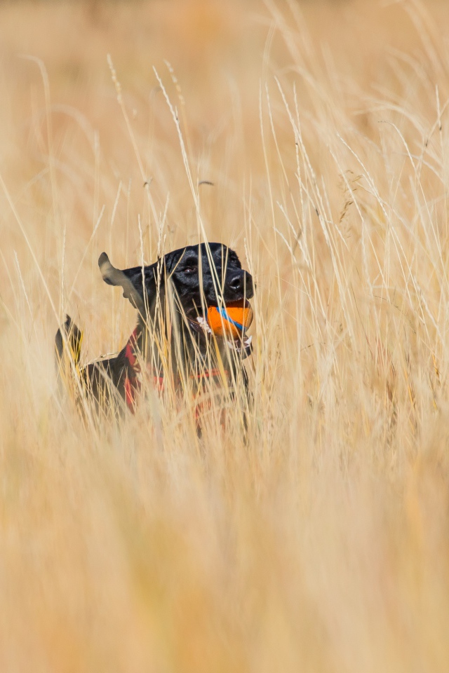 Довольный черный лабрадор с игрушкой в зубах бежит по траве