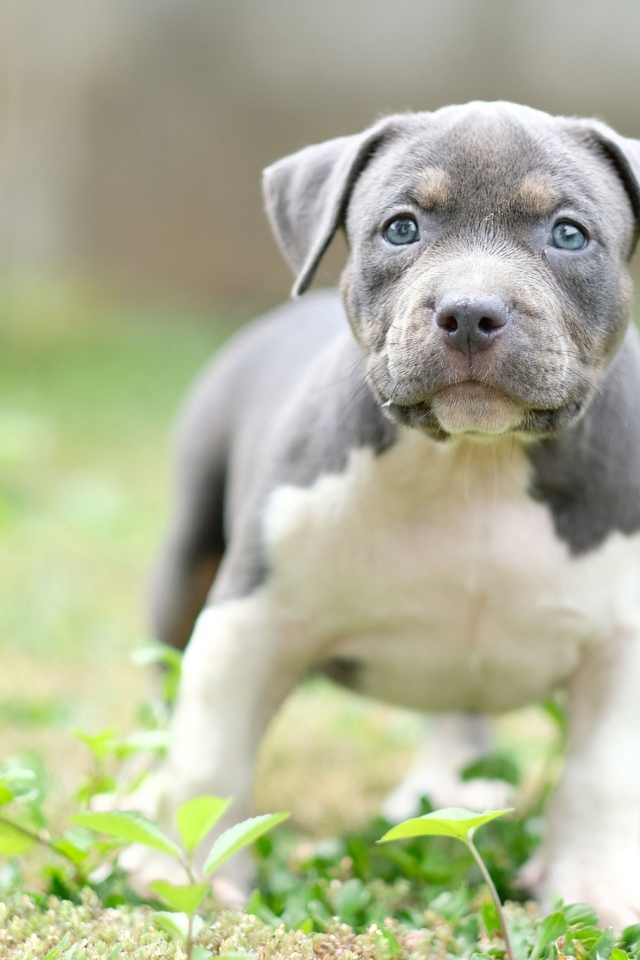 Маленький голубоглазый щенок английского стаффордширского  бультерьера