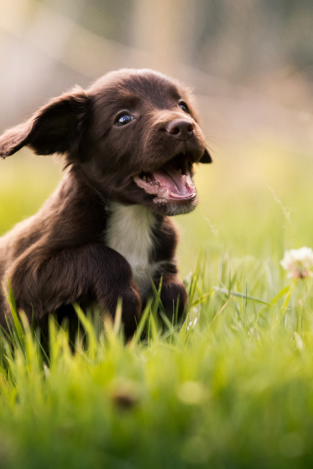 Маленький веселый щенок спаниеля бежит по зеленой траве