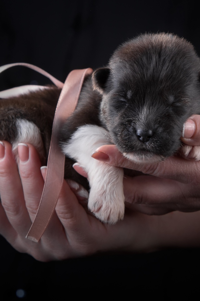 Маленький милый новорожденный щенок породы Американская акита в ладонях