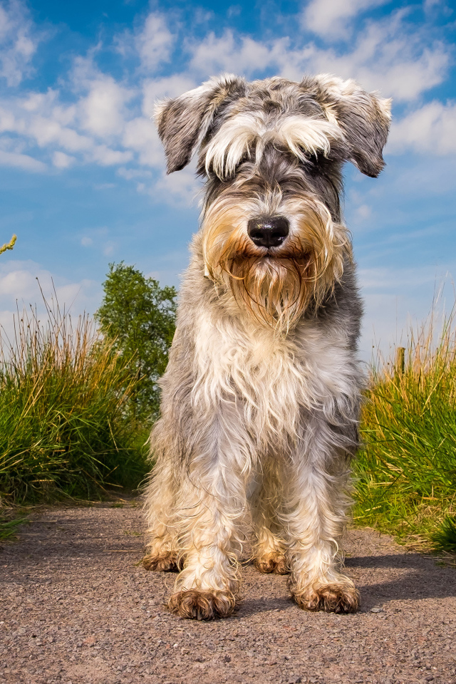 Маленькая собака породы шнауцер на фоне неба 
