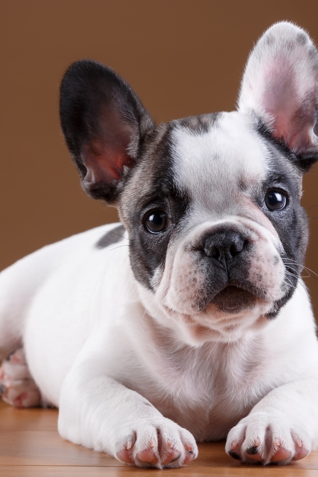 Маленький щенок французского бульдога лежит на полу