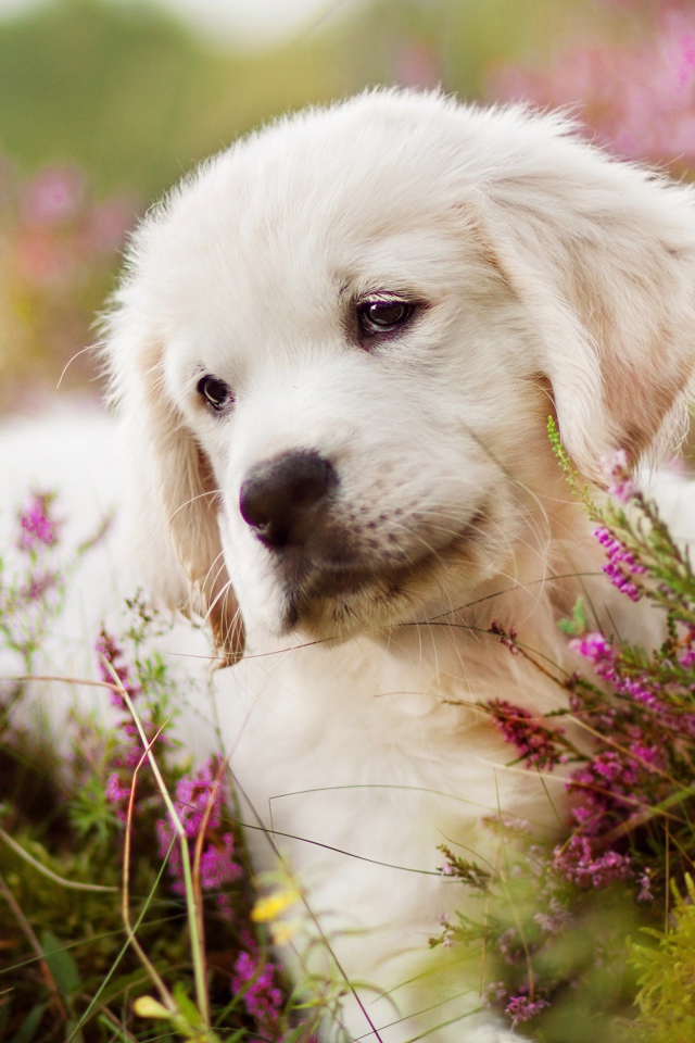 Маленький щенок золотистого ретривера в цветах 