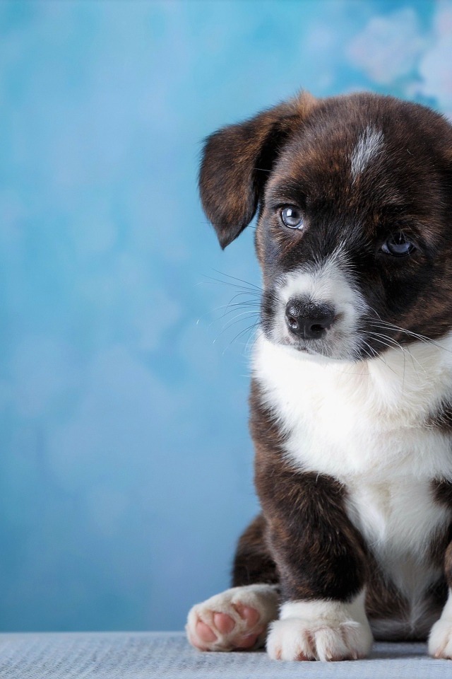 Маленький грустный щенок с голубыми глазами сидит на голубом фоне