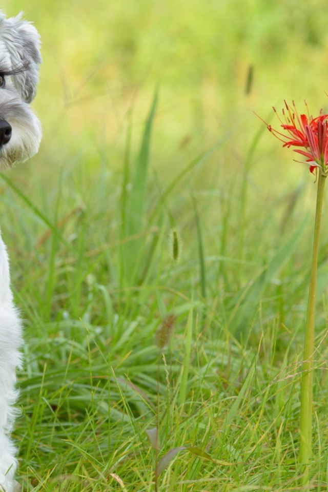 Маленький щенок шнауцера сидит рядом с красными цветами