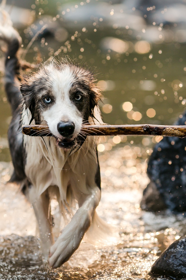 Мокрая собака бежит с палкой в зубах по воде
