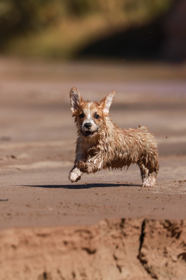 A wet welsh corgi puppy is running along the sand