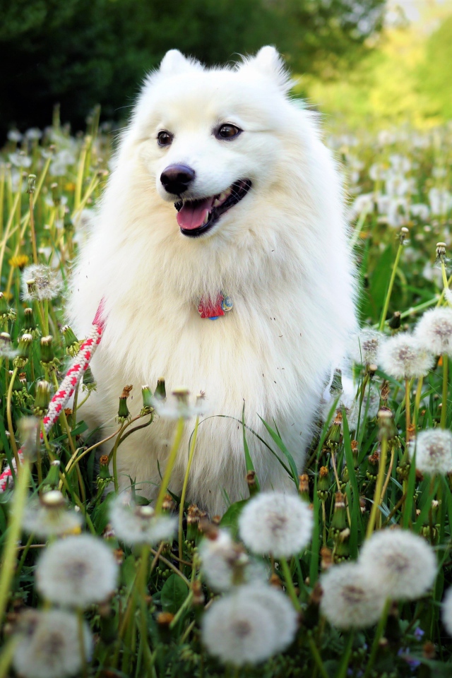 Белый шпиц с высунутым языком сидит на поляне с белыми одуванчиками