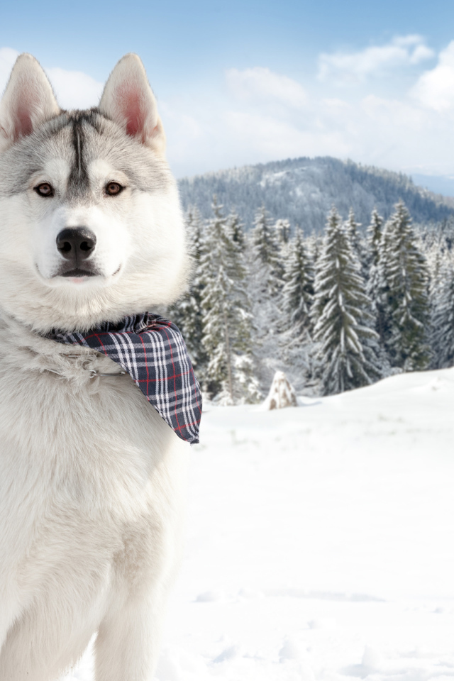 Аляскинский маламут на фоне заснеженной природы