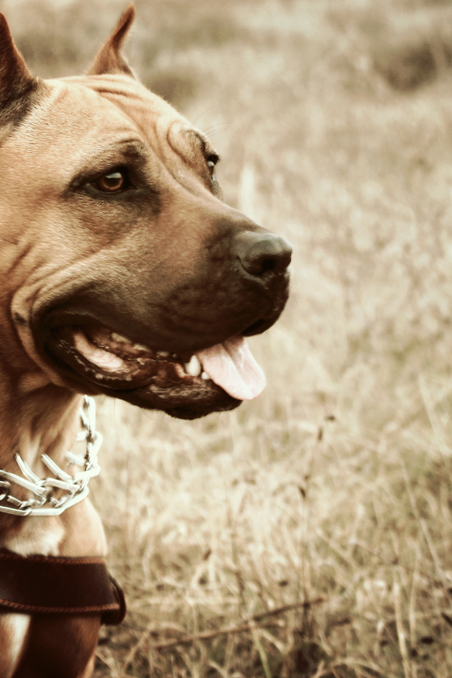 Амстафф с высунутым языком в ошейнике