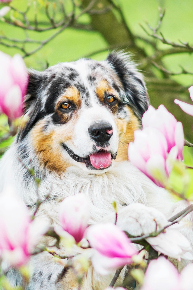 Австралийская овчарка в розовых цветах магнолии 