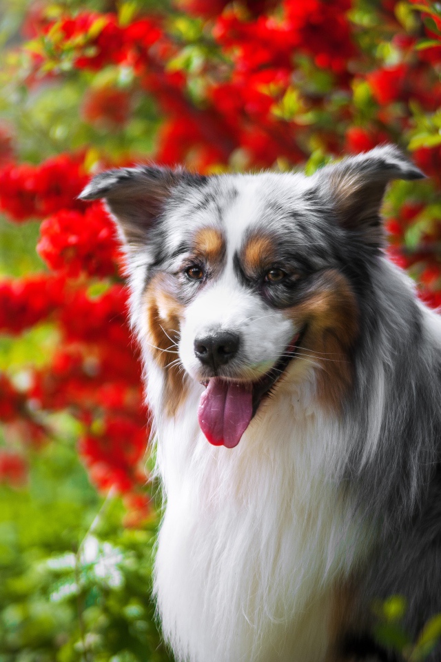 Австралийская овчарка у красных цветов 