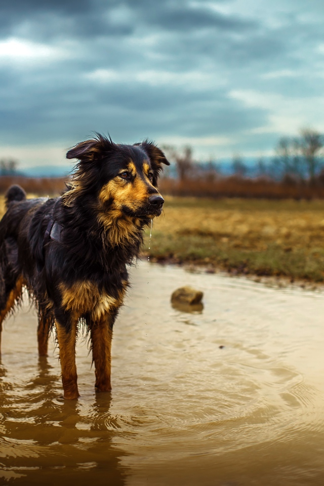 Австралийская Овчарка стоит в луже воды после дождя