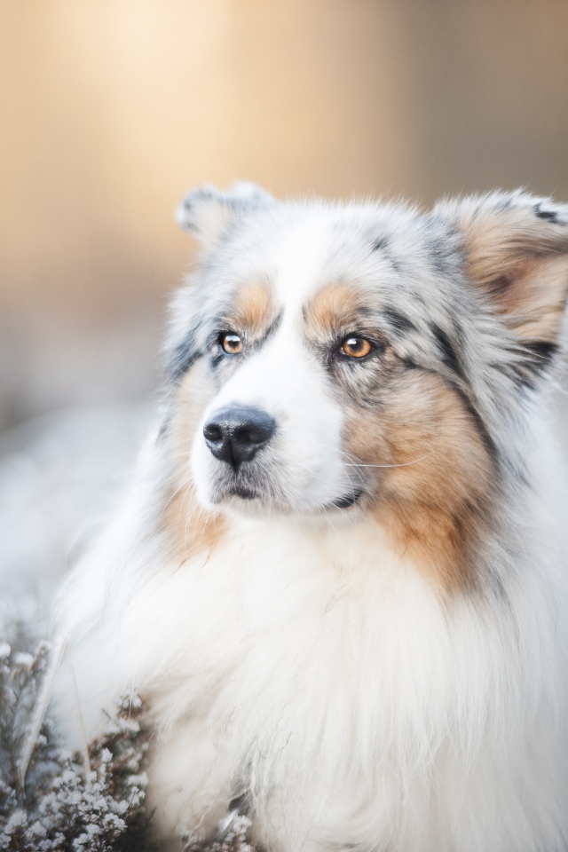 Австралийская Овчарка с серьезной мордой лежит на земле