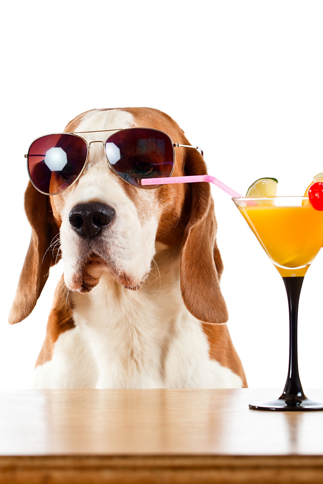 Бассет-хаунд  в очках пьет цитрусовый коктейль