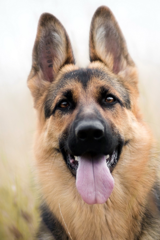 Красивая немецкая овчарка с высунутым языком