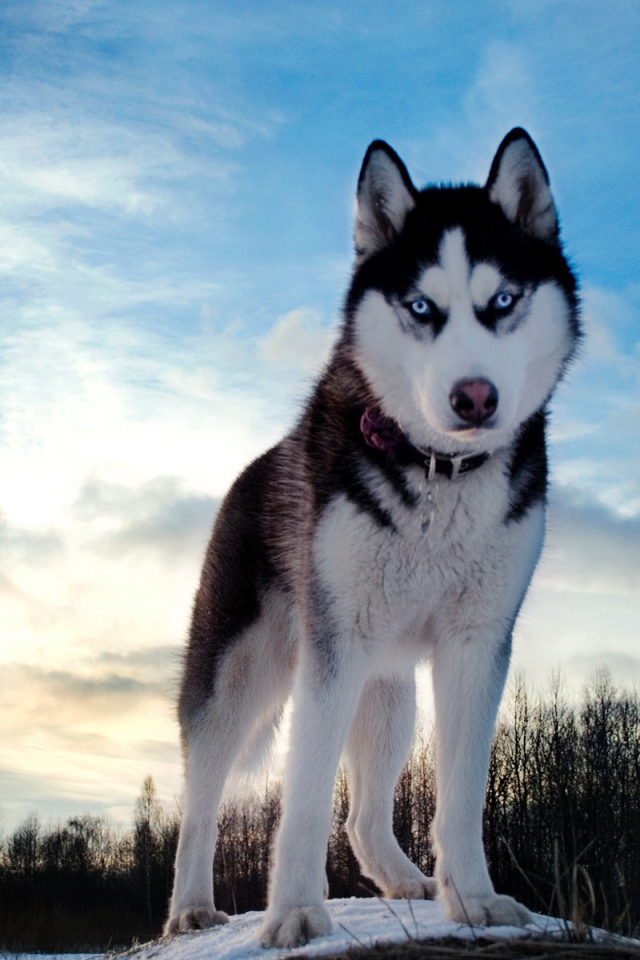Красивый голубоглазый хаски стоит на фоне красивого неба