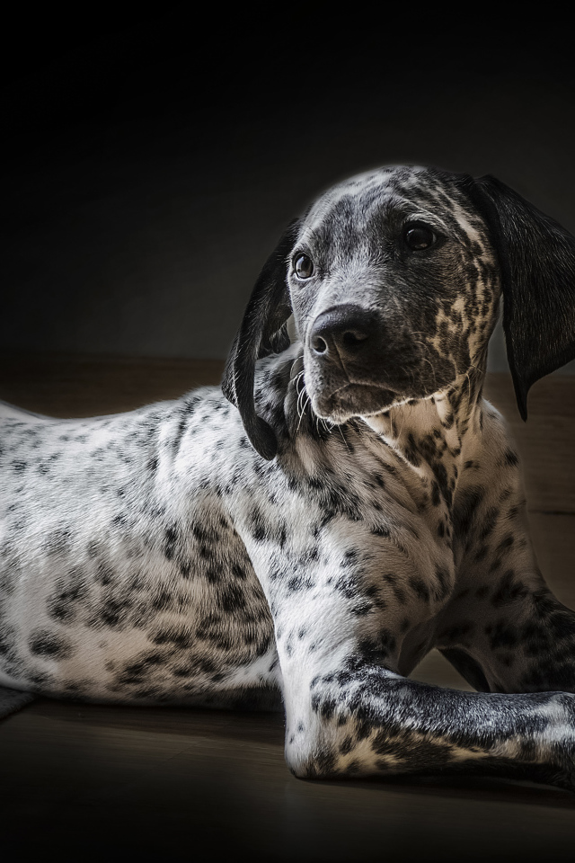 Красивый маленький щенок далматинец 