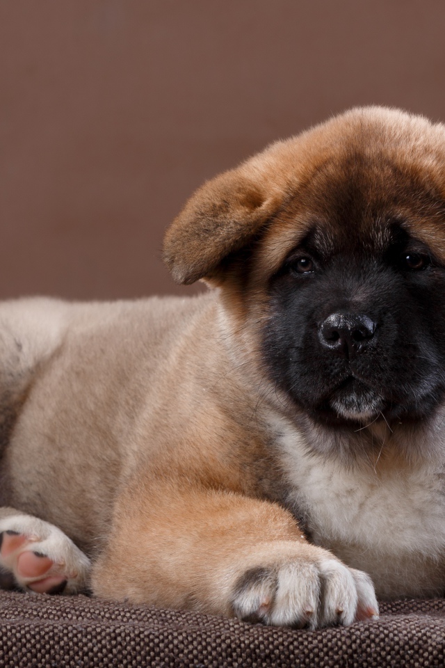 Красивый щенок породы Сиба-ину