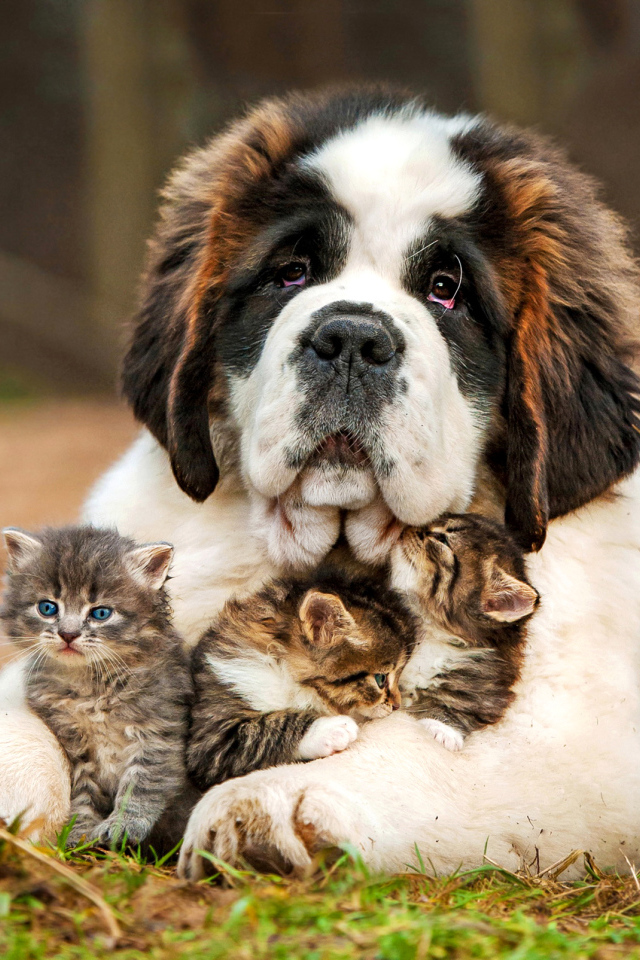 Большой сенбернар с маленькими котятами