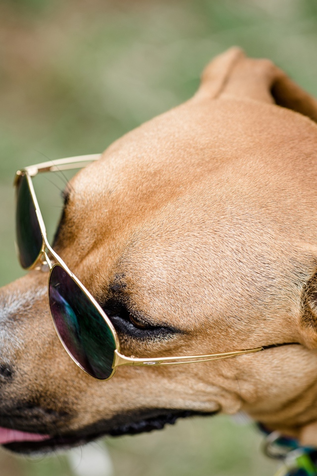 Большая собака в очках