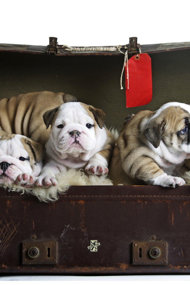 Большой старый чемодан со щенками английского бульдога