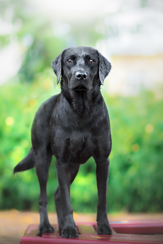 Большой грустный черный лабрадор