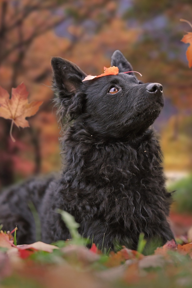 Черная собака породы бордер колли лежит на опавшей листве