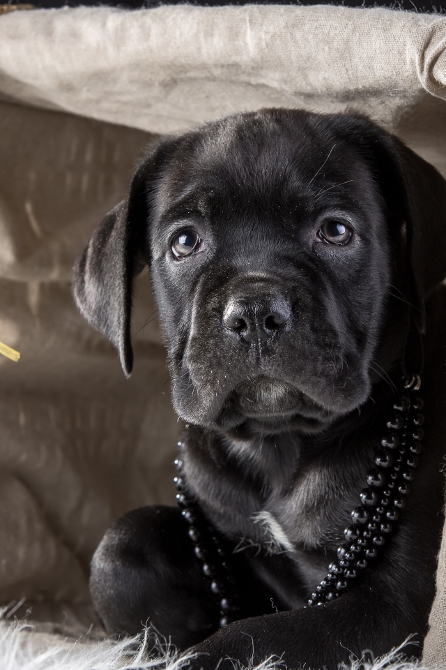 Черный щенок Кане корсо в корзине