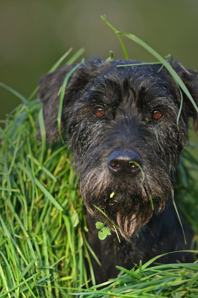 Черная собака породы Шнауцер сидит в зеленой траве