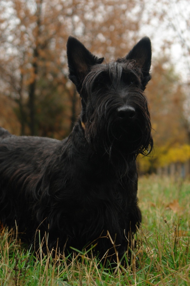 Черный шотландский терьер гуляет по траве