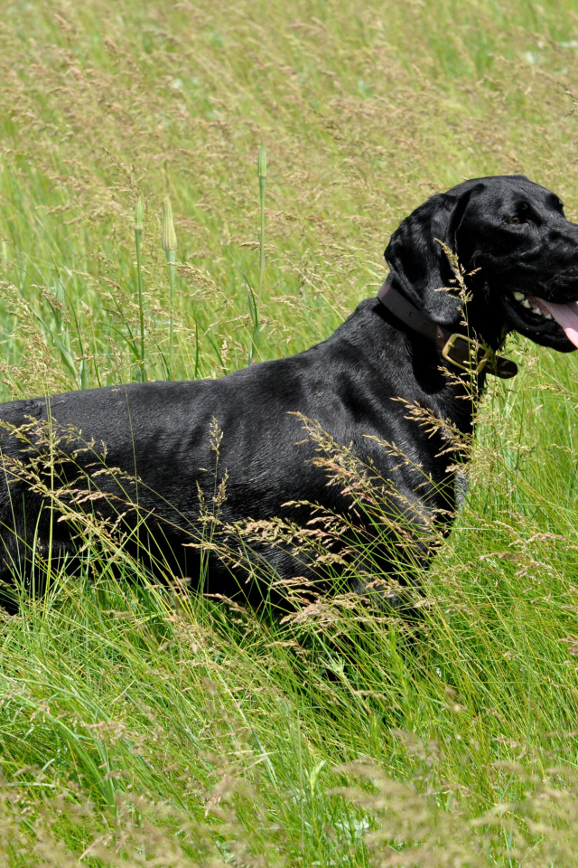 Черный лабрадор с высунутым языком гуляет по зеленой траве