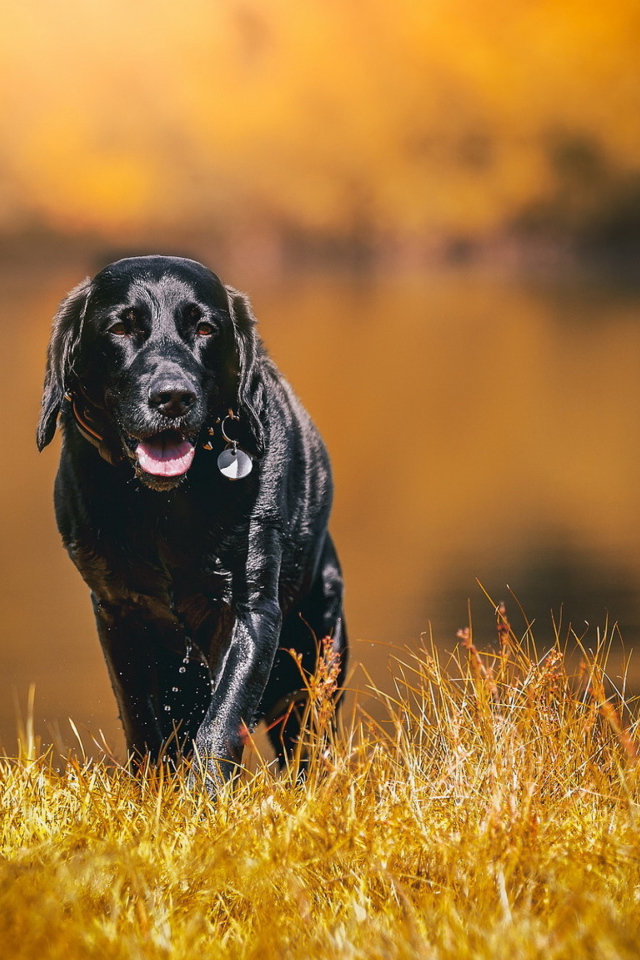Черный мокрый лабрадор на сухой траве 